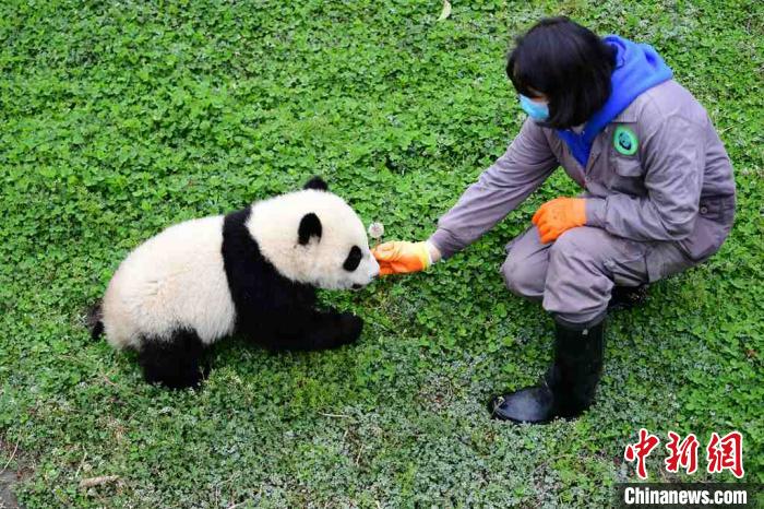 带上口罩的饲养员陪同大熊猫宝宝一起玩耍。 李传有 摄 中国大熊猫保护研究中心:疫情对圈养大熊猫的繁育间接影响较大